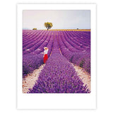 Affiche I Lavender fields