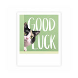 good luck cat CARTE
