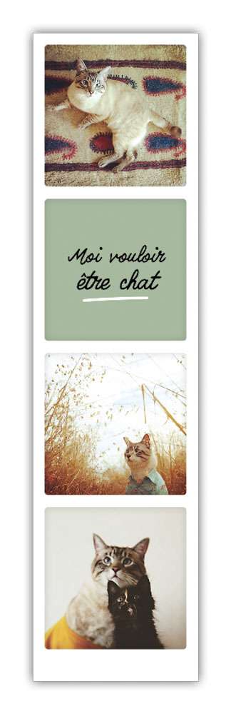 moi chat