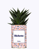 Cactus - Bichette