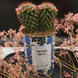 Cactus à message 🌵❤️
