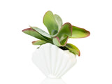 VASE COQUILLAGE GRAND - BLANC